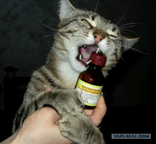 КотЭ и препараты