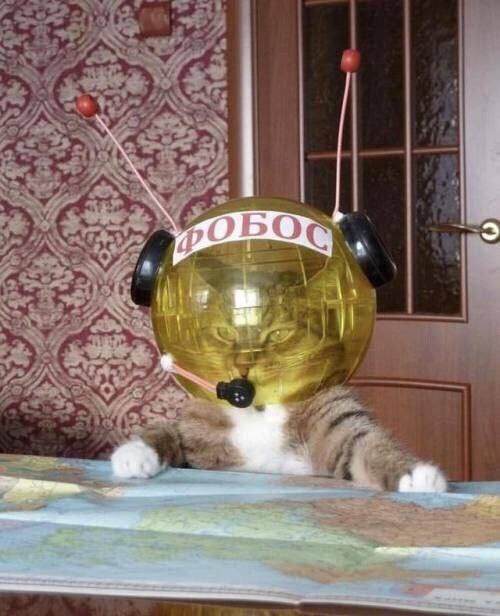 К котовторнику: подборка картинок-баянов с котиками и про котиков. Выпуск 11