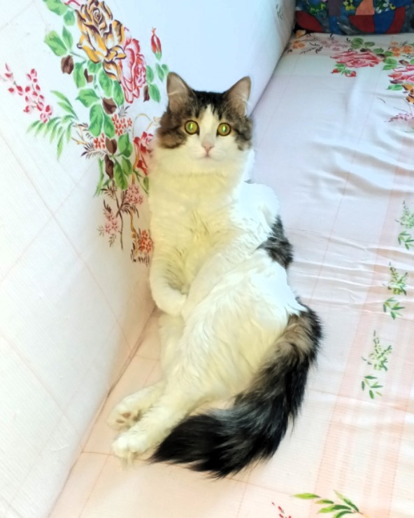 Мой "звездюк" для котовторника.