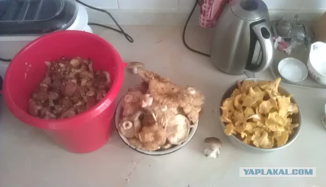 Шёл я лесом...