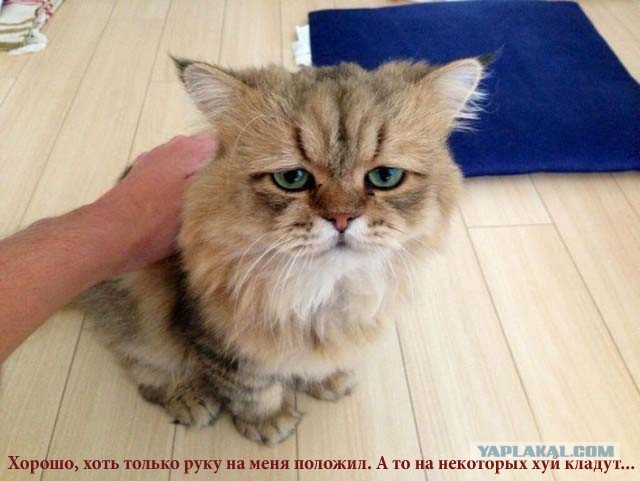 У «сердитого кота» появился конкурент — «огорченны