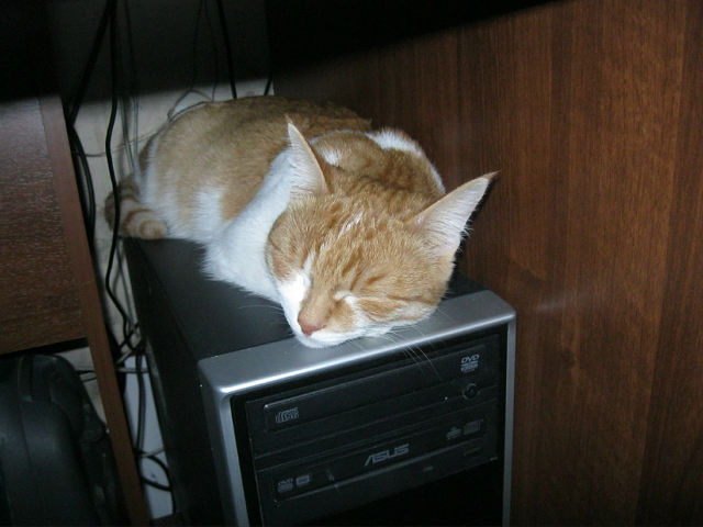 Невыразительные коты