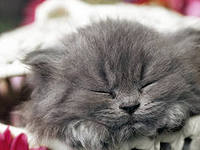 Коты ученых