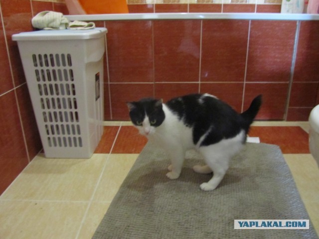 Котовторник 25.02.2014