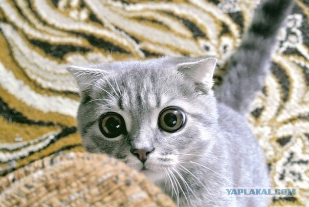 Котовторник 25.02.2014