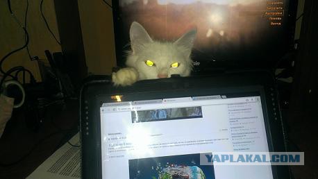 Котовторник 04.03.2014