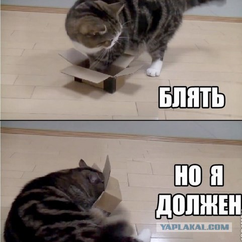 Просто жирный кот.