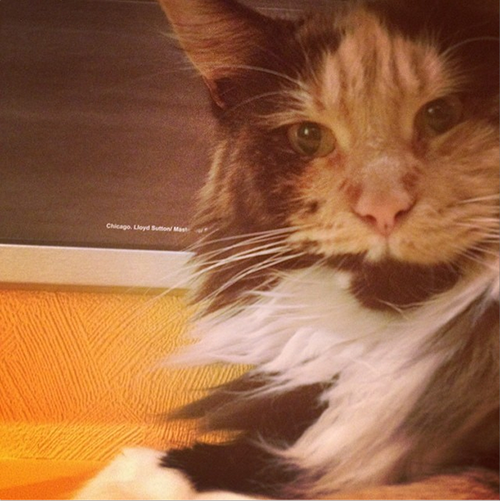 Котовторник 22.07.14