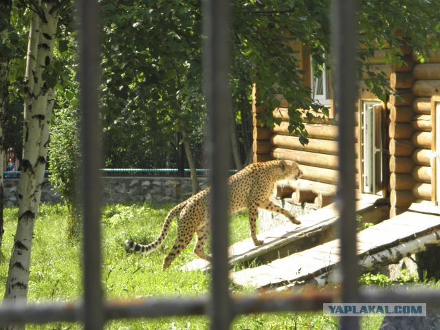 Импровизация, бачата