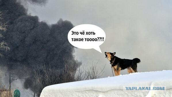 1 фраза. 17 озвучек