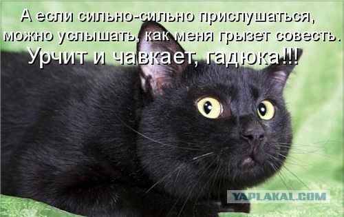 Кошачий Hardcore