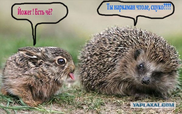 Забавных животных  фото