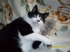 Котовторник