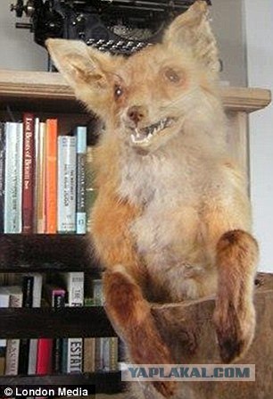 Чучело лисы