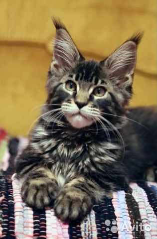 Котовторник 16.06.2015., Котовторник наступил!