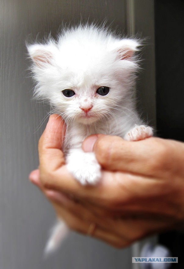 Котовторник наступил!:)