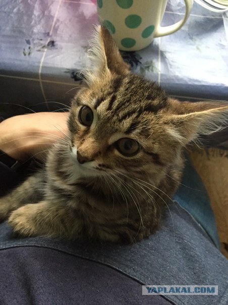 Котовторник 13.10.2015