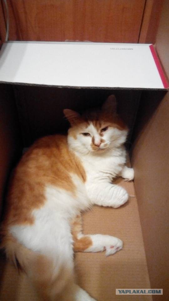 Новогодний котовторник,05.01.16.