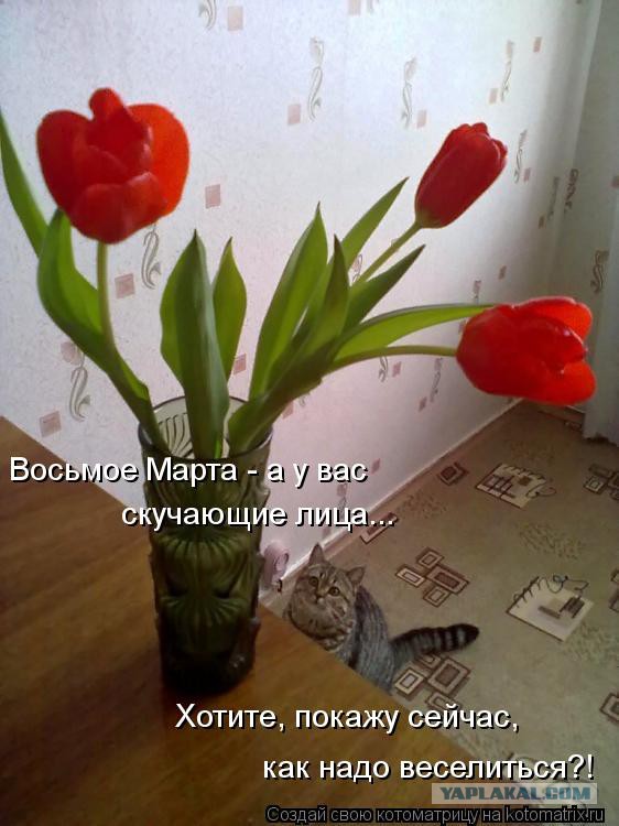 Восьмомартовский котовторник