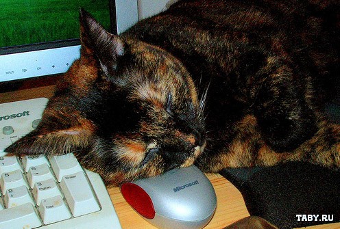 Спецвыпуск котомёта - коты программистов