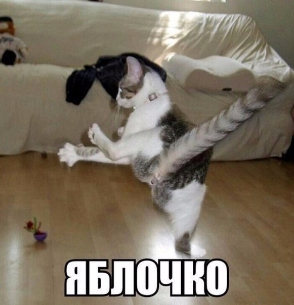 Мохнатые беспредельщики