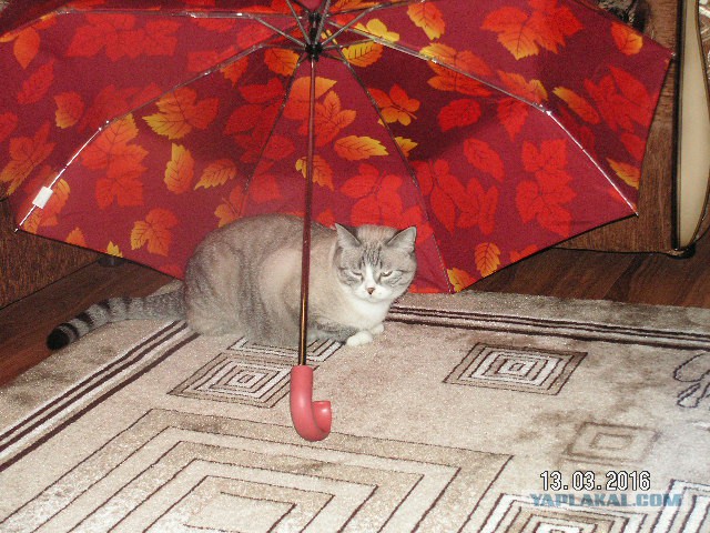 Наша мелочь на котовторник