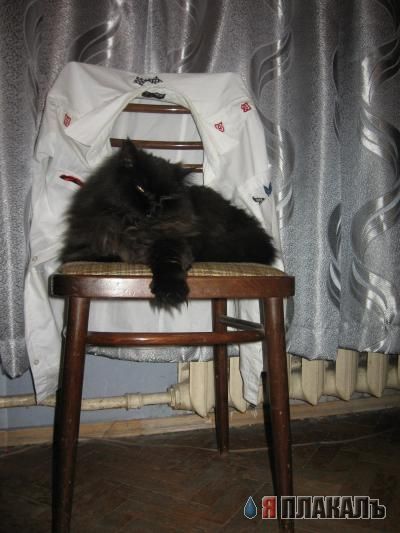 Коты, кошки, котята