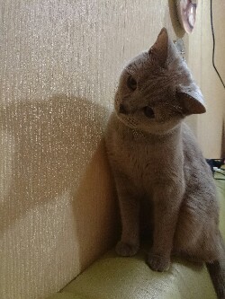 Котовторник 17.05.2016