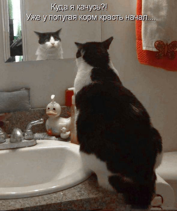 Коты, которые пытались что-то украсть