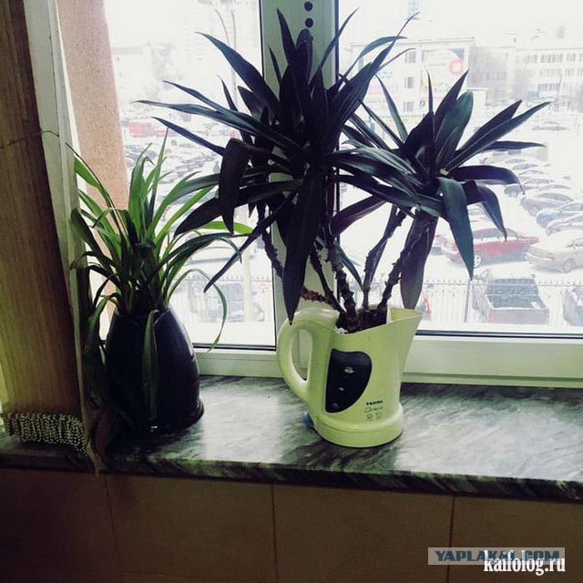 Подборка любопытных фотографий со всего света