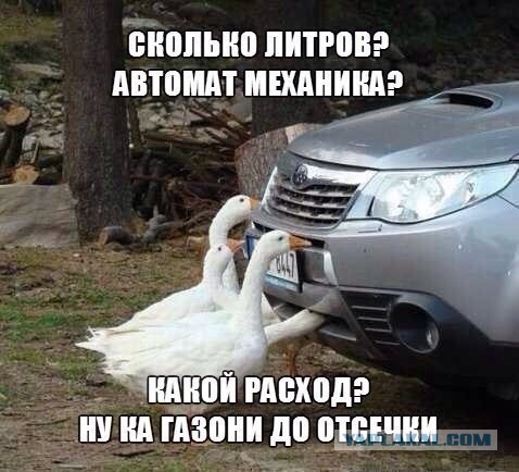 Весёлые картинки
