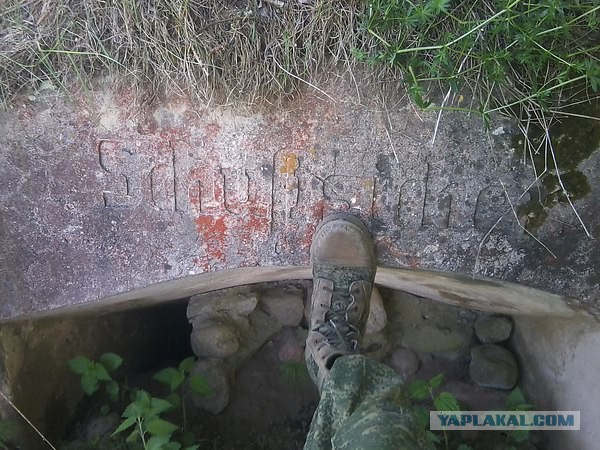 Необычная находка в лесу. Беларусь