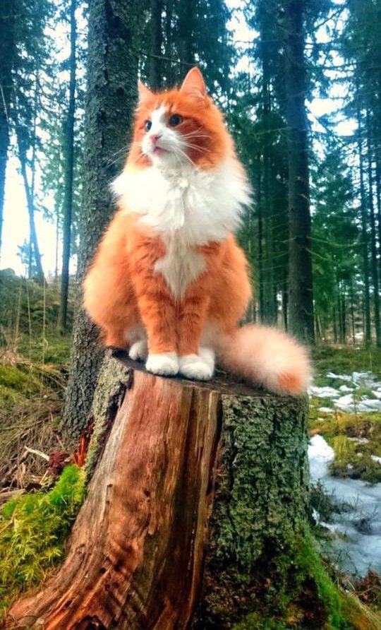 Прикольные животные