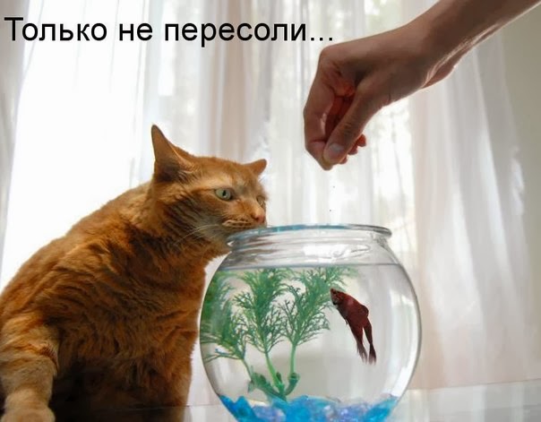Коты из сети