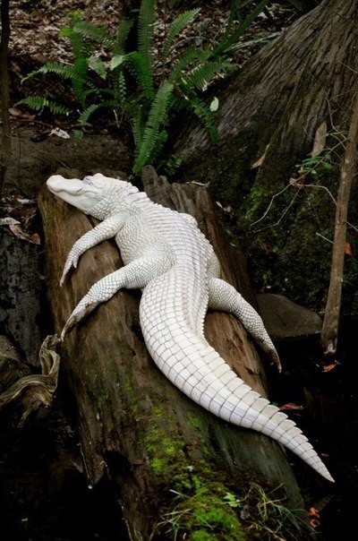 Самые смешные животные