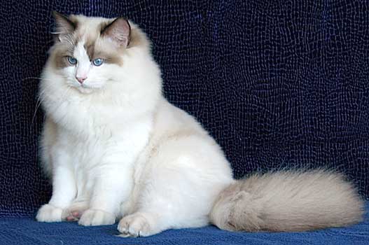 Коты и Кошки