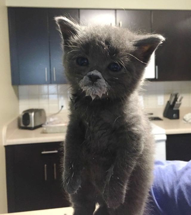 Коты и Кошки
