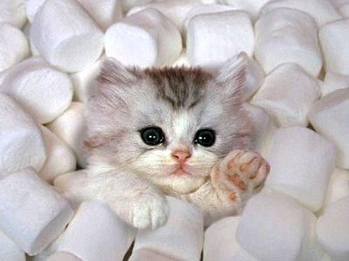 Коты и Кошки