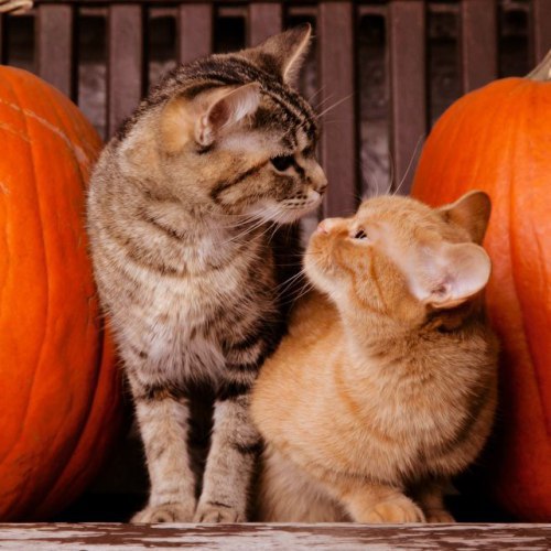 Коты и Кошки