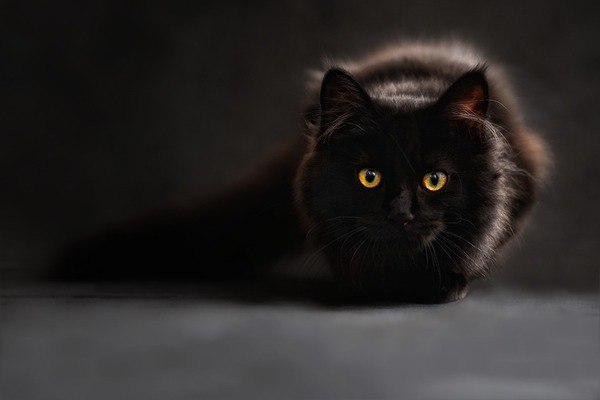 Коты и Кошки