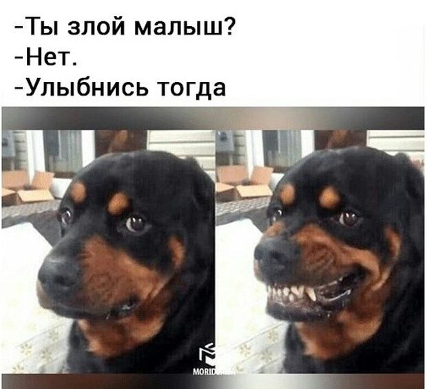 Живность из сети