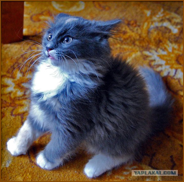 Котовторник (16.09.08)