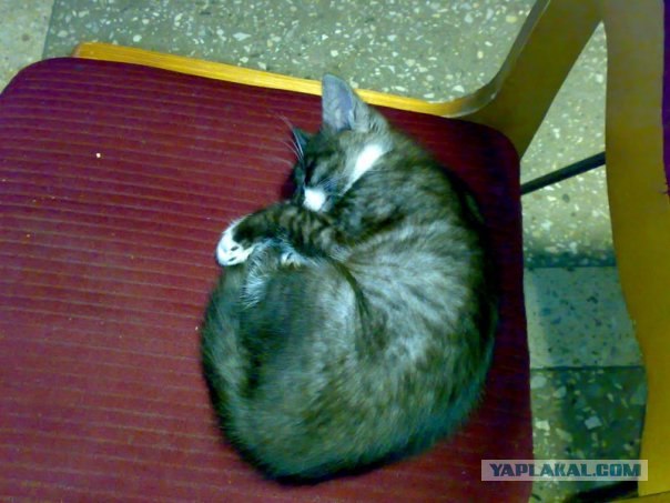 Котовторник на вторник! (30.09.2008)