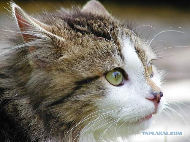 Котовторник: Кошки гаваны и другие!