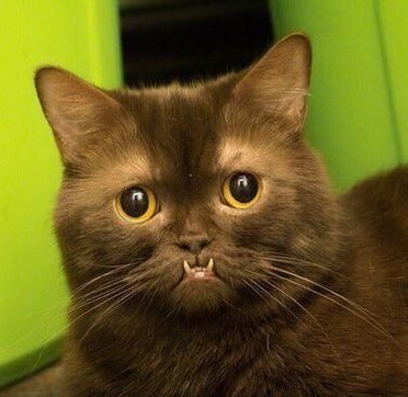 Прикольных котов пост