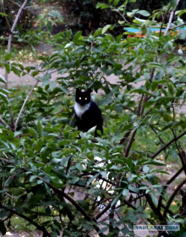 Котовторник! 11.10.11