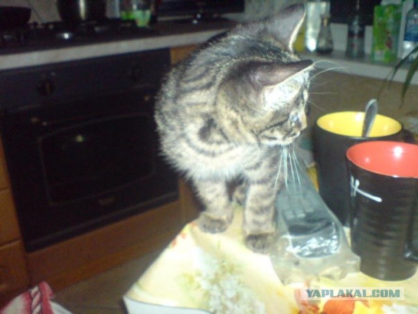 Котовторник 17 января