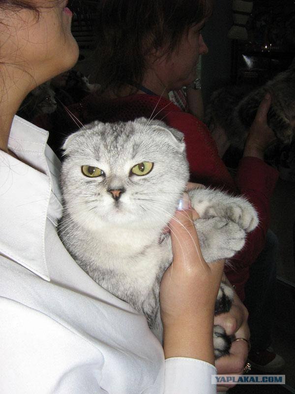 Котовторник (07.02.2012)