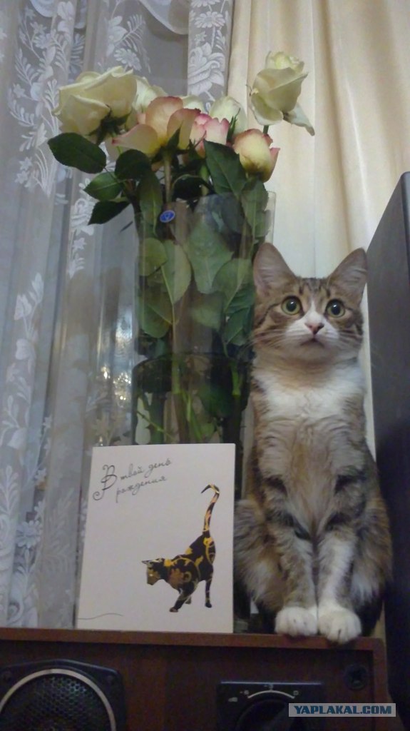 Котовторник (21.02.2012)