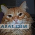 Котовторник  от 3.04.2012